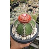 ราคา Melocactus matanzanus seed / เมล็ดเมโลแคคตัส มาทันซานัส  (เมโลแคระ) โคลนฮอลแลนด์ (40729277147)
