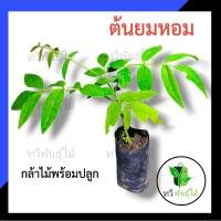 ราคา ต้นยมหอม กล้าไม้พร้อมปลูก ไม้ประดับ Tawee Pantmai ไม้มงคล ไม้เศรษฐกิจ ต้นไม้ตาย ระหว่างขนส่งเคลมฟรี ยมหอม ไม้ป่าหายาก (11115760303)
