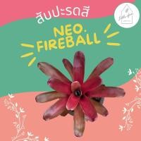 ราคา สับปะรดสี นีโอไฟร์บอล Neo. Fireball สีแดง หน่อใหญ่ (11663265016)