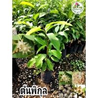 ราคา ต้นพิกุล พิกุล ไม้โบราญดอกหอม (25329789949)