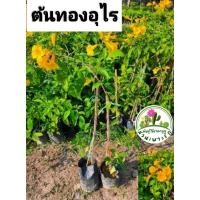 ราคา ต้นทองอุไร ทองอุไรสีเหลือง (25815773353)