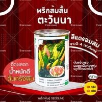 ราคา เมล็ดพันธุ์ พริกส้มสั้น ตะวันนา ขนาด 20กรัม 50กรัม ตราซีดไลน์ ติดผลดกมาก ผลชู ต้นแข็งแรง สีส้มอมแดง (56951041974)