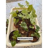 ราคา ออมเงิน ออมทอง ออมนาค (11637114249)