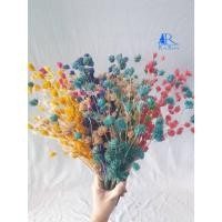 ราคา Rarinดอกไผ่ห้วยลึกดอกไผ่ ดอกไม้เมืองหนาว สำหรับตกแต่บ้าน ร้าน งานแต่ง หรือ เป็นพร๊อพถ่ายรูปเก๋ๆ (11871657750)