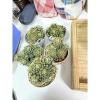 ราคา แมมขนนกเหลือง แมมนกฮูก (9573027842)