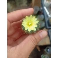 ราคา กระบองเพชร เฟเรีย Frailea Grahliana (7394321047)