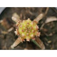ราคา 04- โมโมทาโร่ ไม้กราฟ 1 ต้น momotaro Cactus แคคตัส กระบองเพชร ไม้อวบน้ำ ไม้กราฟ​​ Gymnocalycium​ ยิมโน ราคาถูก ไม้ด่าง (7094162550)