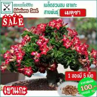 ราคา เมล็ดชวนชม เขาแกะ เมดูซ่า (6355528454)