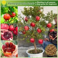 ราคา 50เมล็ด/แพ็ค เมล็ดพันธุ์ ผลทับทิม เมล็ดทับทิม Bonsai Pomegranate Seed ต้นผลไม้ พันธุ์ผลไม้ เมล็ดพันธุ์ผลไม้ ต้นไม้กินผล (57310416120)