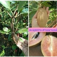 ราคา “ละมุดกระสวยมาเลย์” ดกใหญ่หวานกรอบหอม (6377529703)