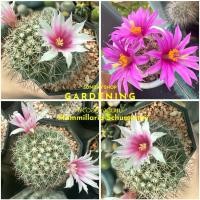 ราคา ลูกแมมชูแมน ส่งล้างราก สูง 2ซ.ม ขึ้นไป Mammillaria Schumannii ตัวอย่างต้นแม่ตามภาพ กระบองเพชร แมมิลาเรีย ชูแมนนิไอ (49456944973)