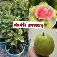 ราคา ต้นฝรั่ง แพรชมพู ฝรั่งไส้แดง (25209392114)