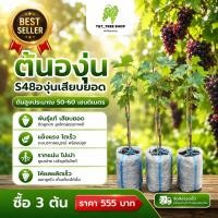 ราคา ต้นองุ่น S48 องุ่นเสียบยอด สูง 50-60 ซม. พันธุ์ไร้เมล็ด ลูกใหญ่ หวานกรอบ ปลูกง่าย_nhos48 (24823690290)