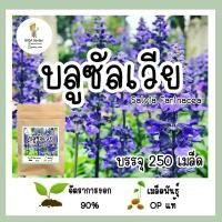ราคา เมล็ดพันธุ์ บลูซัลเวีย Blue Salvia บรรจุ 250 เมล็ด พันธุ์OPแท้ อัตราการงอกสูง (21452405665)