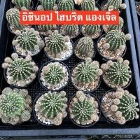 ราคา แคตตัส อิชินอป ไฮบริด แองเจิ้ล (9375399443)