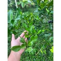 ราคา กิ่งตอนมะกรูดพันธุ์บ้านกลิ่นหอมฉุนรากเดินดีทุกกิ่ง (24151234423)