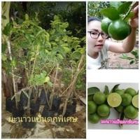 ราคา #ต้นมะนาวแป้นดกพิเศษ มะนาวน้ำหอมลูกใหญ่เปลือกบางเฉียบ (5519763247)