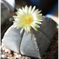 ราคา Astrophytum myriostigma var. quadricostatum (3166403696)