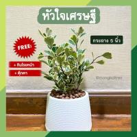 ราคา (มีของแถม!!) หัวใจเศรษฐี สาลิกาด่าง พร้อมกระถางต้นไม้ 5 นิ้ว ต้นไม้มงคล ต้นไม้ฟอกอากาศ ไม้มงคลจิ๋ว เสริมโชคลาภเงินทอง ต้ (20984871635)