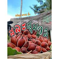 ราคา สละสายพันธุ์สุมาลี จังหวัดพัทลุง 2 kg (43371357739)