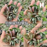 ราคา กุหลาบหิน succulent กุหลาบหิน5บาท แคคตัส ใบกุหลาบหิน ยอดกุหลาบหิน กระบองเพชร5บาท (8932883840)
