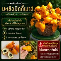 ราคา เมล็ดพันธุ์มะเขือนมสาว มะเขือการ์ตูน มิกกี้เมาส์ ผลทรงน่ารัก เหมาะปลูกโชว์ แต่งสวน ถ่ายรูปสวยมาก (ซื้อ 10 แถม 1 คละได้) (44963995739)