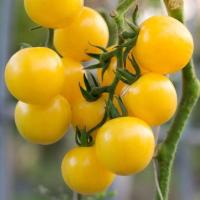 ราคา 50 เมล็ด มะเขือเทศ เมล็ดผักสวนครัว ปลูกได้ทุกที่ Tomato seeds สายพันธุ์ Yellow Cherry (44422872798)