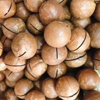 ราคา แมคคาเดเมีย 500 กรัม อบธรรมชาติ พร้อมทาน Macadamia (5832219536)