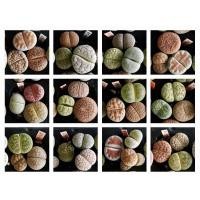 ราคา Lithops ไลทอป ลิทอป จัดชุดไลทอป A3-1ถึง A3-12 (11539602524)