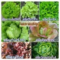 ราคา ขายผักสลัดรวม 7 ชนิด (74030182)