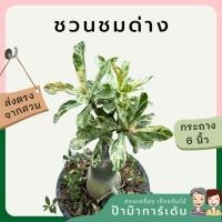 ราคา ชวนชมด่างราชินีหินอ่อน ต้นใหญ่ กระถาง 5 นิ้ว (4497881294)