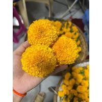 ราคา ดอกดาวเรืองสดสีทองส้ม (25852733814)