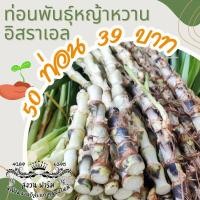 ราคา หญ้าหวานอิสราเอล 50 ท่อน แถมฟรี 20 ท่อน (23540967117)
