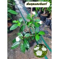 ราคา ต้นพุดแสงจันทร์ พุดแสงจันทร์ พุดนวลจันทร์ (53407286034)