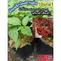 ราคา ต้นพริกจินดาแดง ต้นพริกกะเหรี่ยง เม็ดยาว ผักสวนครัว พริกจินดาแดง ขี้หนูสวน ผักสมุนไพรไท น้ำพริก ต้นกล้า เมล็ดพันธุ์ไม้ (29104896012)