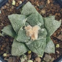 ราคา Ariocarpus fissuratus cv. GODZILLA อริโอคาปัส ก๊อตซิล่า กระบองเพชร cactus ไม้เมล็ด (8884449419)