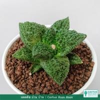ราคา อริโอคาปัส ก็อตซิลล่า ฟอร์มใบใหญ่!!! Ariocarpus Super Godzilla ไม้เพาะเมล็ด (Rare Item!!!) (44031500742)