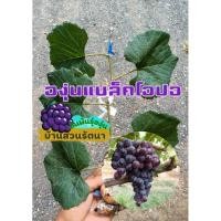ราคา กิ่งพันธุ์องุ่นติดตา พันธุ์แบล็คโอปอ (18371873047)