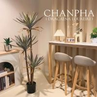 ราคา ต้นจันผา ( Dracaena loureiri) ต้นจันทร์แดง ต้นไม้ปลอม ไม้มงคลสำหรับตกแต่งบ้าน (สินค้าพร้อมส่งจากไทย) (26262024113)