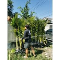 ราคา ต้นมะพร้าวน้ำหอมขุด​ล้อม​ต้นเตี้ย​ 1.5​ เมตร (5772220035)