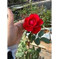 ราคา กุหลาบโมนาลิซ่า (Mona Lisa Rose) คือกุหลาบพันธุ์ฝรั่งเศส ทรงพุ่มใหญ่-เลื้อย (Floribunda/Patio) ที่มี ดอกสีแดงเข้ม (54453126013)