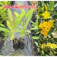 ราคา ต้นเหลืองปรีดียาธร ไม้ประดับ ดอกสีเหลือง สูง20เซน (25472548578)