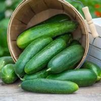 ราคา 30 เมล็ด แตงกวา แตงขี้ไก่ แตงขี้ควาย แตกช้าง แตงปี แตงร้าน Cucumber สายพันธุ์ Ofelie Hybrid Slicing (26692486777)