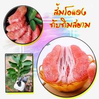 ราคา 1 ต้น ส้มโอแดงทับทิมสยามแท้ ส้มโอแดง เนื้อสีชมพู ลำต้นแข็งแรง ต้นพันธุ์พร้อมส่ง (4256510731)