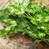 ราคา 1200 เมล็ด ผักชี ผักชีลา ผักหอมป้อม ผักหอมน้อย ผักหอม Cilantro Coriander Seeds สายพันธุ์ ประกายเพชร (43372567989)