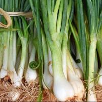 ราคา 100 เมล็ด ต้นหอมแบ่ง ต้นหอมขาว หอมต้น หอมนวล หอมแบ่ง spring onion (44072570321)