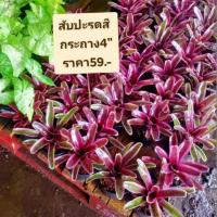 ราคา สับปะรดสี แยกหน่อ (5935116586)