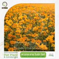 ราคา AGA AGRO I "ดาวกระจาย ไบรท์ไลท์" ต้นสูง สีเหลืองทอง -นิยมปลูกเป็นทุ่งดาวกระจาย-1,000เมล็ด-Cosmos BrightLight (20605403168)