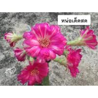 ราคา โลบิเวีย Lobivia โลบีเวีย p442 หน่อเด็ดสด หน่อ อิชินอป Echinopsis อิชินอปซิส กระบองเพชร แคคตัส สวน เมล็ดกระบองเพชร (8987268505)