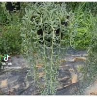 ราคา (1กระถาง) ต้น ต้นโลมา ต้นโรมา โลมา โรมา ต้นปลาโลมา Senecio peregrinus ทษณน (19026867570)